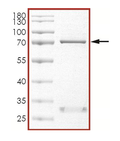The purity of JNK1 was determined to be >90% by densitometry. Approx. MW 70 kDa.